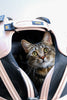 Sleepypod mobile pet bed: Charcoal Grey