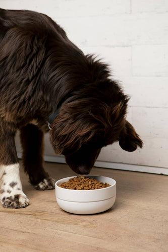 Cling Dog Bowl: White / Large