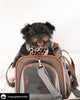 Mr. Peanut's Gold Series Airline Capable Pet Carrier: Rosa