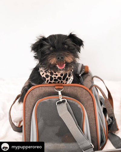 Mr. Peanut's Gold Series Airline Capable Pet Carrier: Rosa