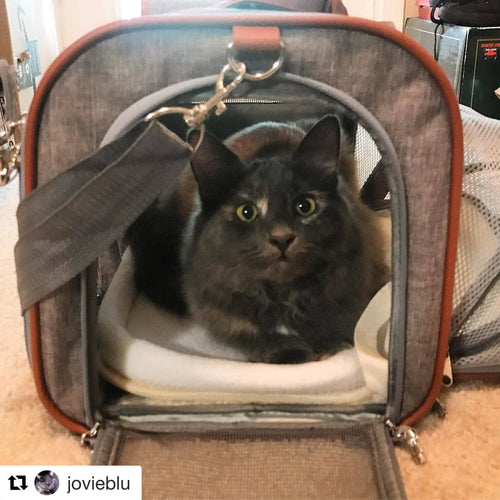 Mr. Peanut's Gold Series Airline Capable Pet Carrier: Rosa