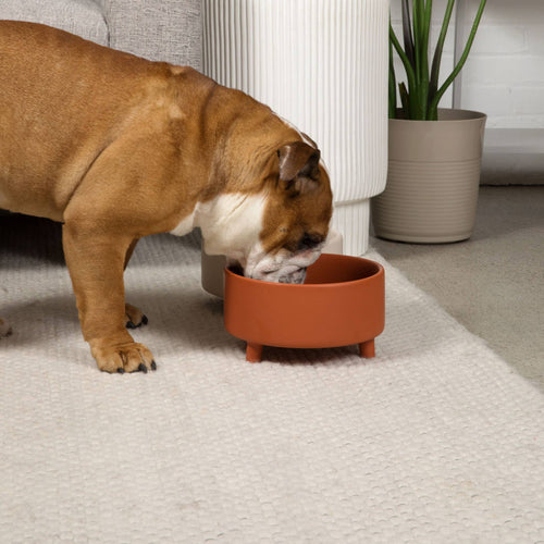 Uplift Bowl Ceramic Dog Bowl: Olive / M