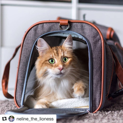 Mr. Peanut's Gold Series Airline Capable Pet Carrier: Rosa