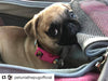 Mr. Peanut's Gold Series Airline Capable Pet Carrier: Rosa