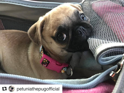 Mr. Peanut's Gold Series Airline Capable Pet Carrier: Rosa