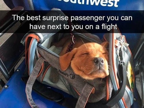 Mr. Peanut's Gold Series Airline Capable Pet Carrier: Rosa