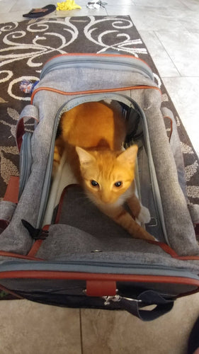 Mr. Peanut's Gold Series Airline Capable Pet Carrier: Rosa