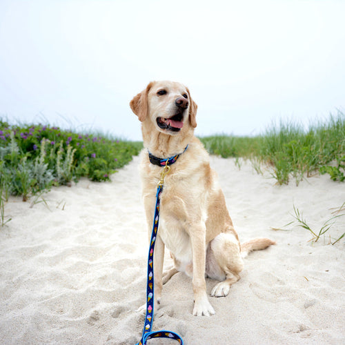 Up Country Ice Cream Dog Lead