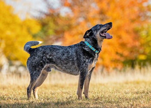 Up Country Pineapple Dog Collar