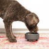 Uplift Bowl Ceramic Dog Bowl: Black / L