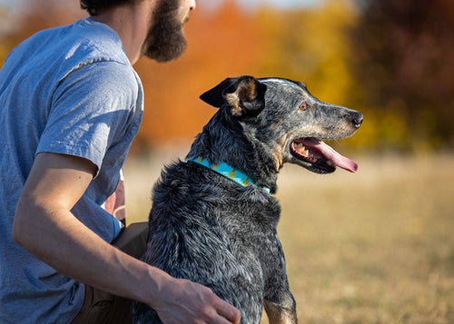 Pineapple Dog Collar: Small / Wide