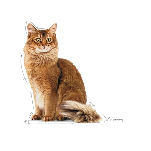Royal Canin Weight Care Chunks In Gravy Pouch Wet food for Cat