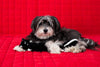 ZippyPaws Jigglerz® - Skunk